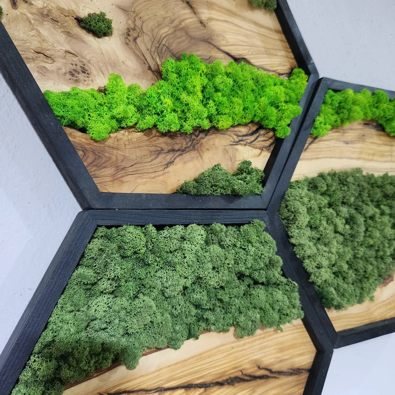 Hexagon Moss and Olive Wood Wall Art